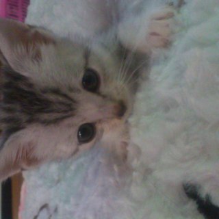 生後約３週間☆アメショー風の子猫☆