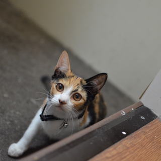 三毛猫ローズちゃん　17匹多頭飼い崩壊レスキュー