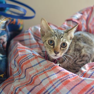 キジトラ　シナモンちゃん　17匹多頭飼い崩壊レスキュー