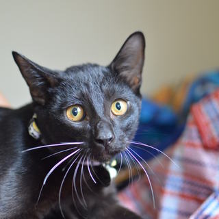 黒猫タイムくん　17匹多頭飼い崩壊　