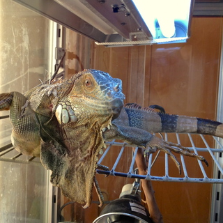 【里親様決定。多くのお問合せ有難うございました】グリーンイグアナ・♂・３歳