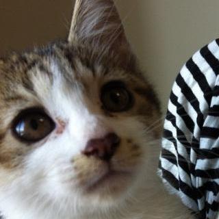 3匹拾った1匹目。