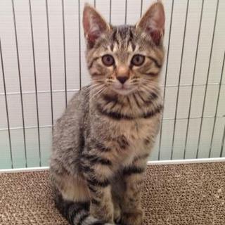 3匹拾った3匹目。