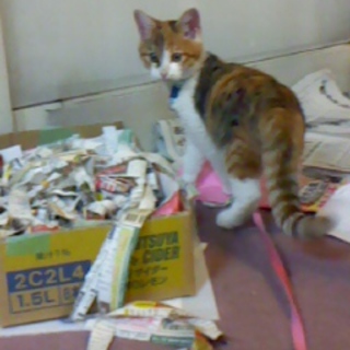 子猫の里親募集★