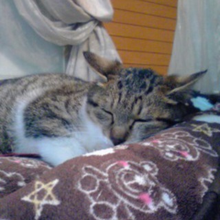 子猫の里親募集★