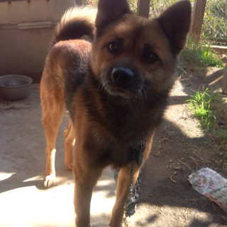 美男子のmix犬です！