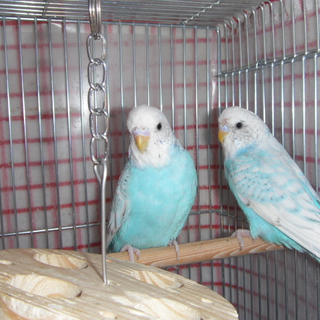 水色＆白のセキセイインコ2羽同時の里親募集です！