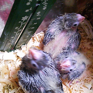 オカメインコ　里親様募集問い合わせ多数の為