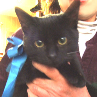 黒猫さんの里親募集しています。