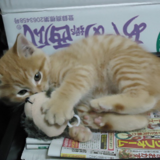 奇跡の仔猫ちゃん