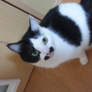 白黒♀推定4歳です。