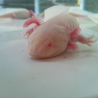 ウーパールーパー、アルビノアイ里親募集