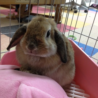 ホーランドロップ、オレンジ、メス、１歳半