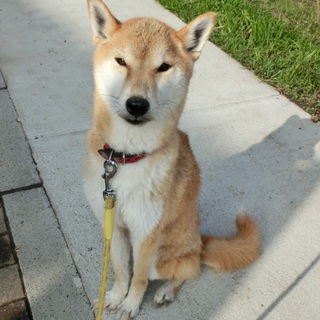 優しい里親さん見つかりました