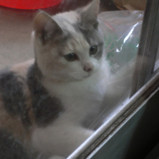 里親さんが見つかりました！しかも兄弟一緒に決まりました！ありがとうございました！