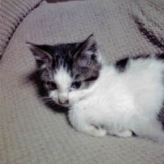 黒白ブチが可愛い男の子♪　1か月　よろしくお願いします。