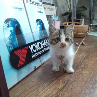 家族にしてください！