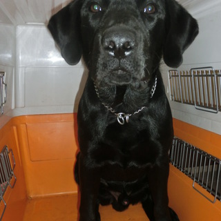 里親決まりました！！！！みなさんありがとうございました！！