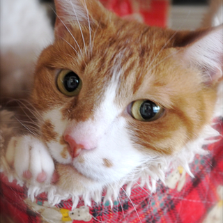 超甘えん坊のベンジャミン　福島からの保護猫です