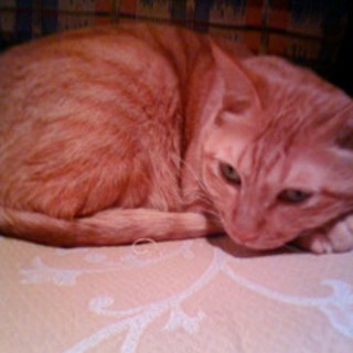 可愛がってください！！！