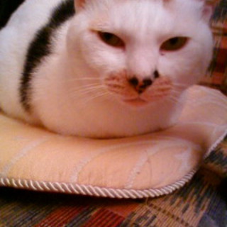 可愛がってください！！！