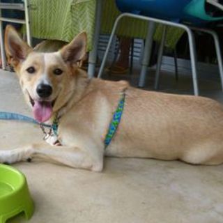 穏やかで人懐こい1歳のＭＩＸ女の子