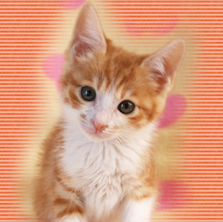 クリリン♪お茶目チャン