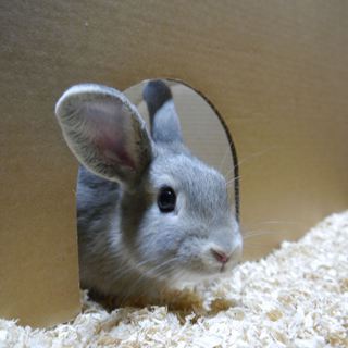 ネザーとホーランドのミックスうさぎさん（グレー）