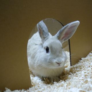 ネザーとホーランドのミックスうさぎ（ベージュ）