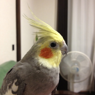 オカメインコ里親募集