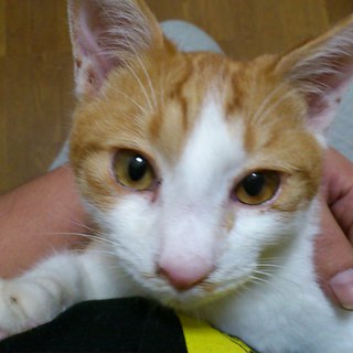 ☆☆☆☆茶トラと白のミックス☆☆☆☆