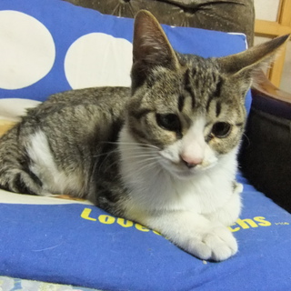 人なつっこい、甘えん坊