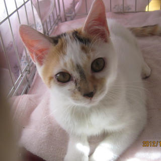 おてんば三毛　たまえちゃん