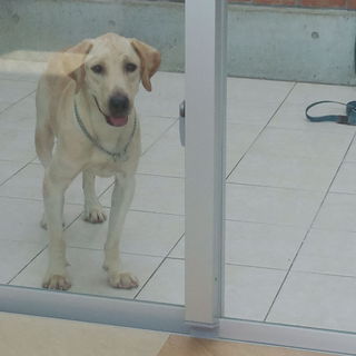 ラブラドール雌の里親募集