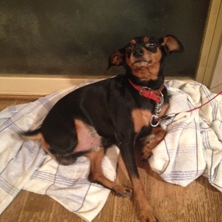 里親を募集いたしております。