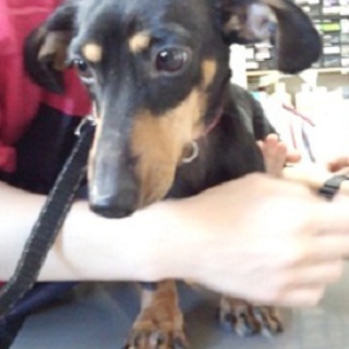 スムースダックス　まろ♂