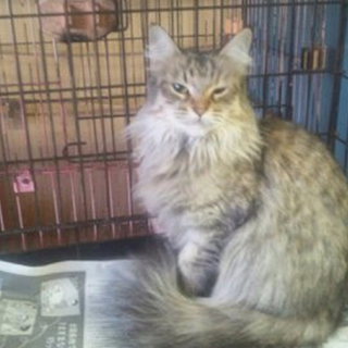 スカーレットちゃん