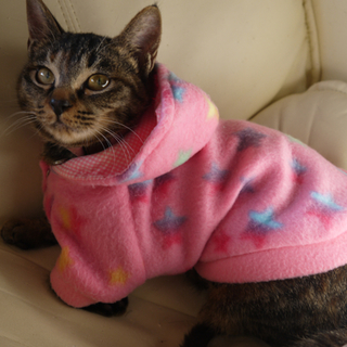 優しいちびまる猫ちゃん　里親募集