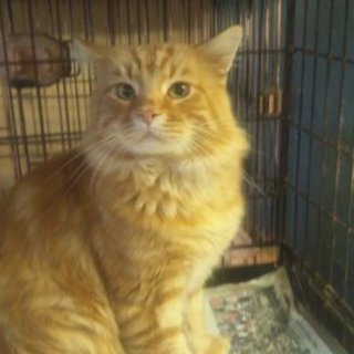 アメショー＆メインクーンｍｉｘのバトラ君