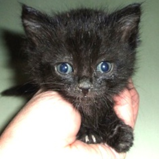 元気な１ヶ月の子猫です、里親募集中です