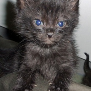 元気な１ヶ月半の子猫です、里親募集中です