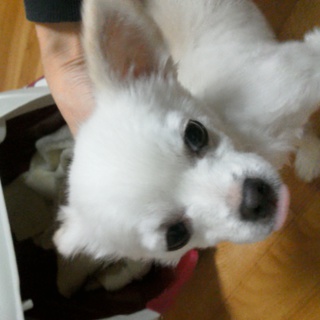 里親決定しました。ロングコートチワワ４才男の子