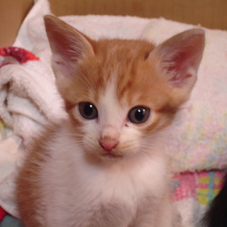 かわいい子猫の里親募集　１