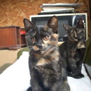 会社で飼っている子猫ちゃんの里親さん募集