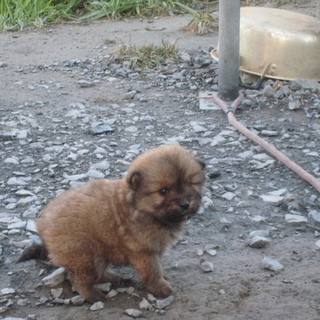 生後２ヶ月(メス２匹）