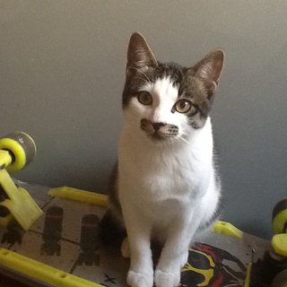 ひげにゃんこ君！