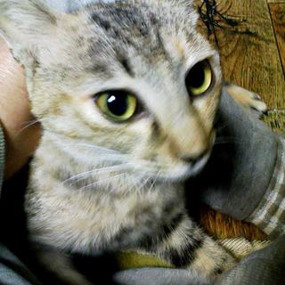 小ぶり美猫の美々（ビビ）＊甘えたサン