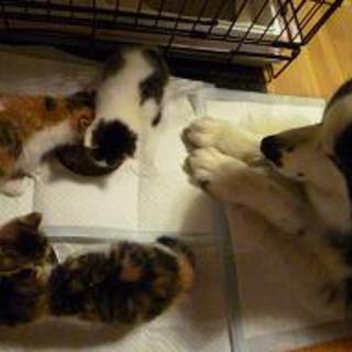 お願いします！家族の暖かさを欲してます