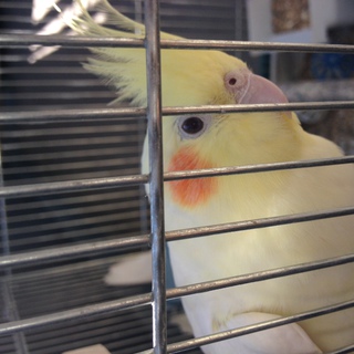 オカメインコルチノー♀　里親募集！