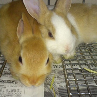 無事優しい方に里親になっていただきました。